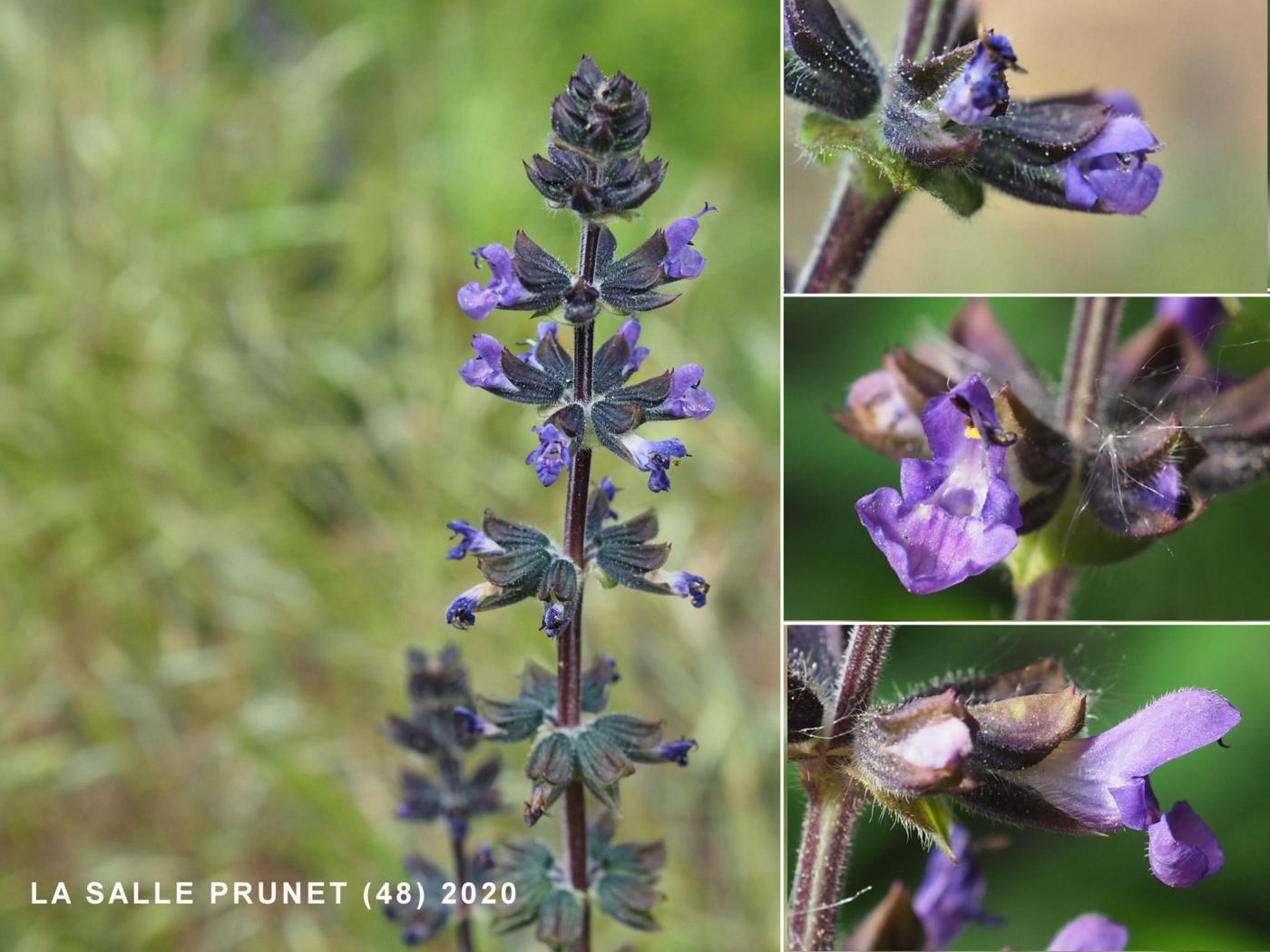 Sage, Verbena flower